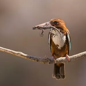 Images Dated 10th April 2018: White-throated kingfisher