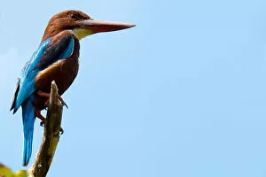 Images Dated 6th August 2017: White-throated Kingfisher (Halcyon smyrnensis), Sri Lanka