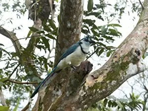 Images Dated 2nd November 2012: White-throated Magpie-Jay -Calocitta formosa-, Arenal Volcano National Park, Guanacaste province