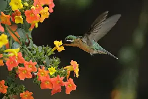 One Bird Prints: White-throated Mountain-gem (Lampornis castaneoventris) female