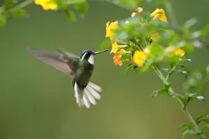 One Bird Prints: White-throated Mountain-gem (Lampornis castaneoventris) male