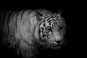 Animals In Captivity Collection: White Tiger Portrait Monochrome