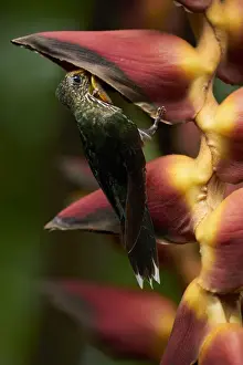 White-tipped Sicklebill