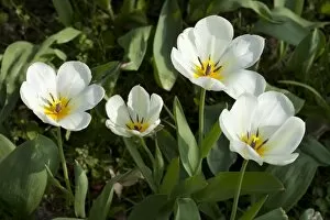 Images Dated 29th April 2013: White Tulips -Tulipa-, North Rhine-Westphalia, Germany