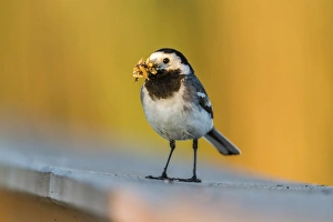 Images Dated 7th June 2014: White Wagtail -Motacilla alba- in breeding plumage, with feed in its beak, Seewinkel, Burgenland