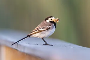 Images Dated 7th June 2014: White Wagtail -Motacilla alba- in breeding plumage, with feed in its beak, Seewinkel, Burgenland