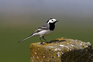 Pole Prints: White Wagtail -Motacilla alba- perched on a stone pillar