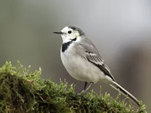 Images Dated 27th November 2016: White wagtail (Motacilla alba), standing on a branch of tree. Spain, Europe