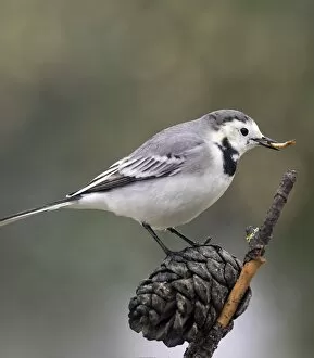 Images Dated 27th November 2016: White wagtail (Motacilla alba), standing on a branch of tree, with a worm in the beak. Spain, Europe