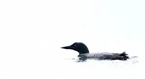 Images Dated 24th May 2015: White water loon