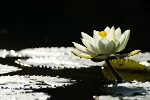 Nymphaea Gallery: White waterlily blossoming in pond, back light