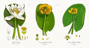 Images Dated 10th November 2017: White Waterlily, Nymphaea alba, Victorian Botanical Illustration, 1863