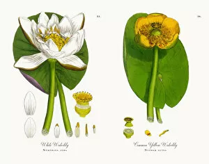 Images Dated 10th November 2017: White Waterlily, Nymphaea alba, Victorian Botanical Illustration, 1863