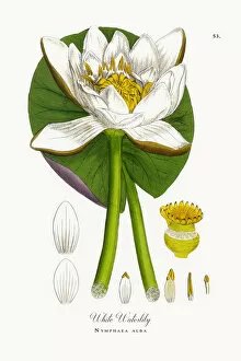 Images Dated 25th September 2017: White Waterlily, Nymphaea alba, Victorian Botanical Illustration, 1863