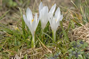 Crocus Prints: White wild crocus -Crocus malyi- en route to Schwarzenberg hill