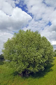 Alba Collection: White Willow (Salix alba), Mecklenburg Elbe Valley Nature Park