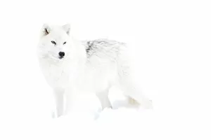 Images Dated 15th February 2014: White wolf in winter