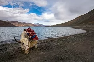 Images Dated 7th August 2015: White yak and Pangong lake