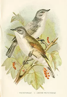 Images Dated 16th March 2017: Whitethroat engraving 1896