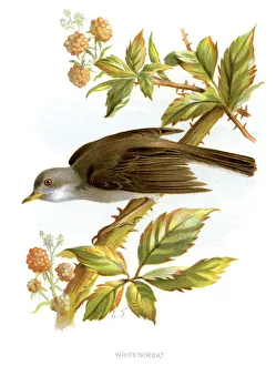 Images Dated 29th September 2012: Whitethroat - Sylvia communis