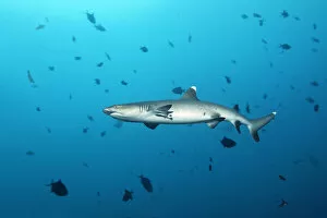 Images Dated 10th August 2014: Whitetip reef shark -Triaenodon obesus-, Embudu channel, Indian Ocean, Tilla, South Male Atoll