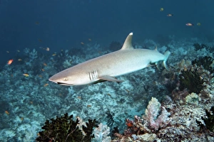 Images Dated 10th August 2014: Whitetip reef shark -Triaenodon obesus- over coral reef, Embudu channel, Indian Ocean, Tilla