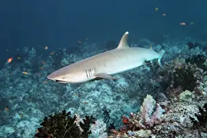 Indian Ocean Prints: Whitetip reef shark -Triaenodon obesus- over coral reef