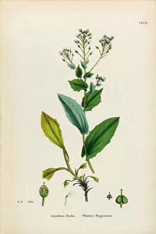 Images Dated 30th January 2017: Whitlow Pepperwort, Lepidium Draba, Victorian Botanical Illustration, 1863