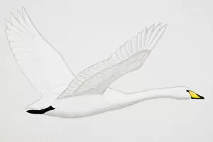Images Dated 23rd February 2007: Whooper Swan (Cygnus cygnus), adult
