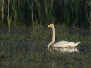 Images Dated 9th August 2014: Whooper Swan -Cygnus cygnus-, Vastra Gotaland County, Sweden