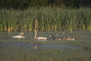 Cygnini Prints: Whooper Swan -Cygnus cygnus-, Vastra Gotaland County, Sweden