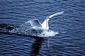 Images Dated 19th February 2012: Whooper Swan landing on water