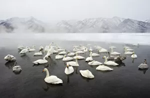 Images Dated 13th February 2009: Whooper Swans (Cygnus cygnus)