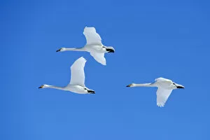 Three Whooper Swans -Cygnus cygnus- in flight, Kussharo Lake, Kawayu Onsen, Hokkaido, Japan
