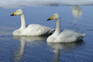 Two Whooper Swans -Cygnus cygnus-, swimming side by side, Kussharo Lake, Kawayu Onsen, Hokkaido, Japan