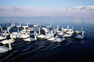 Grace Prints: Whooper swans (Cygnus cygnus) in water, Hokkaido, Japan