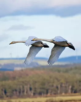 Images Dated 19th February 2012: Whooper swans in formation flying