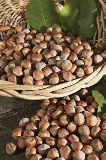 Images Dated 20th September 2011: Wicker basket with hazelnuts -Corylus avellana-