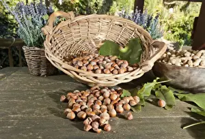 Wooden Table Prints: Wicker basket with hazelnuts -Corylus avellana- on a rustic wooden table