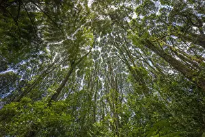 Convergence Prints: Wide angle view of converging forest canopy on the lower slopes of Mount Kilimanjaro