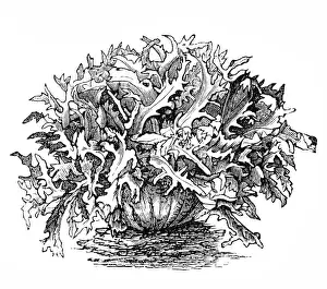 Kale Prints: Wide, green, curly Cassel