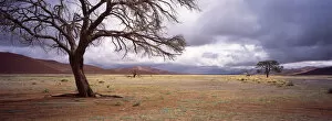 Wide Open Spaces, Tree, Camelthorn Tree, No People, Namib Desert, Moody, Cloud, Overcast