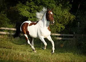 Wiekopolska, gelding, skewbald horse, galloping across a meadow