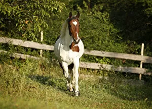 Images Dated 16th August 2012: Wiekopolska, gelding, skewbald horse, trotting across a meadow