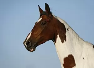 Wiekopolska, gelding, skewbald horse, portrait