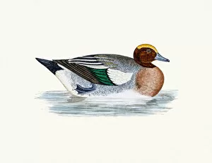 Images Dated 9th June 2016: Wigeon Duck Waterfowl bird