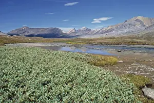 Wilcox Pass in Jasper National Park, Alberta, Canada