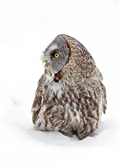Images Dated 28th January 2013: Call of the wild