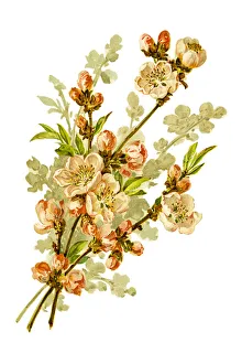 Images Dated 21st June 2015: Wild apple branch 19 century illustration