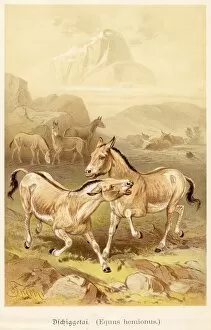 Images Dated 6th July 2016: The wild ass illustration 1888